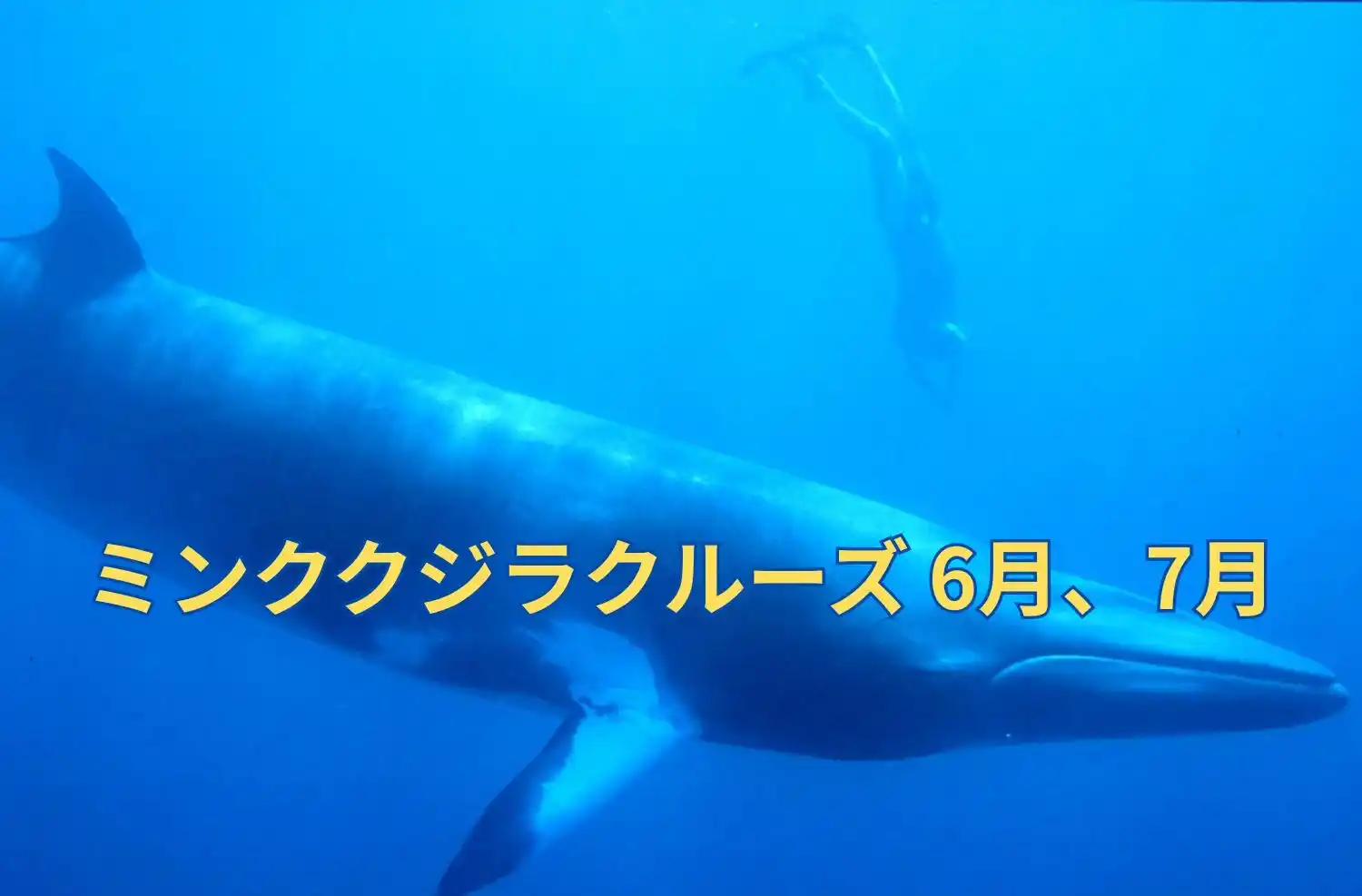 6月、7月のミンククジラツアー