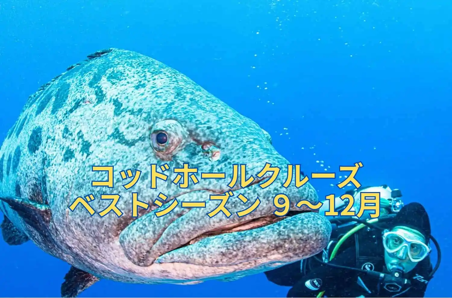 コッドホールクルーズ、ベストシーズン